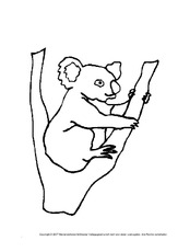 Koala.pdf